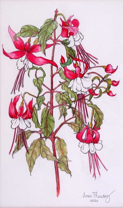 Fuchsias, 2000,blyant med vandfarve af Joan Thewsey
