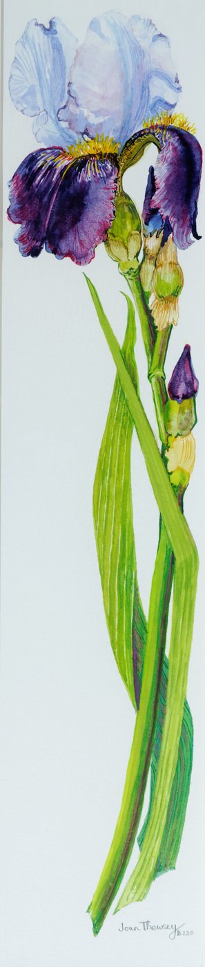 Iris med tre knopper, 2010,akvarel af Joan Thewsey