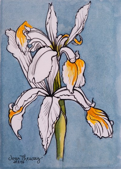 To iris,2001,blyant med akvareludvaskninger af Joan Thewsey