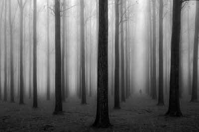Den mystiske tågede skov af Jochen Bongaerts