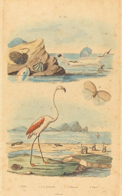 Flamingoer og skaller af Joh. Baptist Pfitzer after Acavie Baron