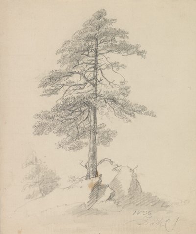 Fyrretræer og klipper af Johan Christian Dahl