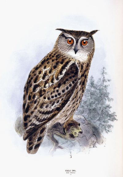 Ørneugle af Johan Gerard Keulemans