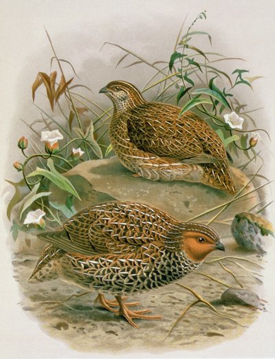 New Zealandsk vagtel, illustration fra "A History of the Birds of New Zealand" af W.L. Buller, 1887-88 (chromolitho) af Johan Gerard Keulemans