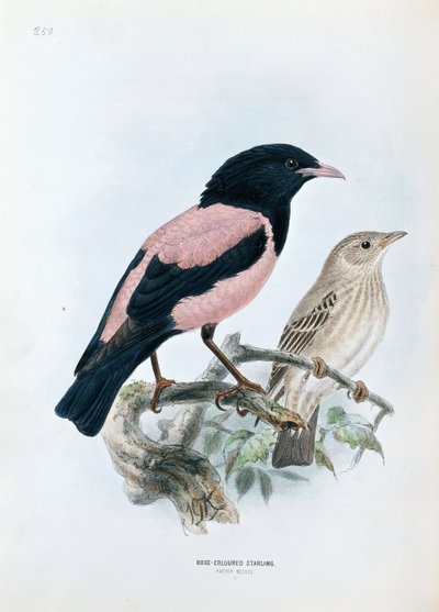Rosefarvet stær af Johan Gerard Keulemans