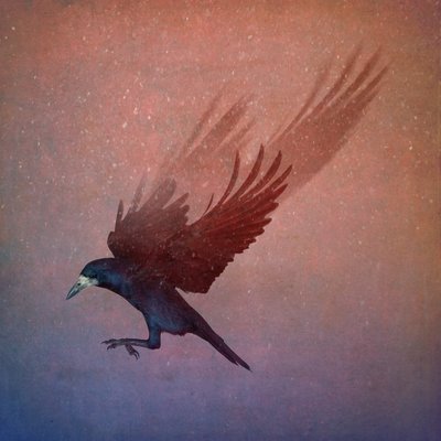 Bird Kingdom, 2018 (fotokunst) af Johan Lilja