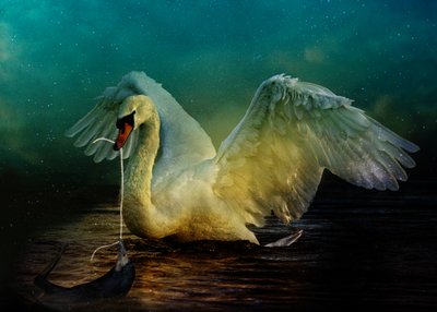 Bird Kingdom 6, 2018 (digital fotokunst) af Johan Lilja