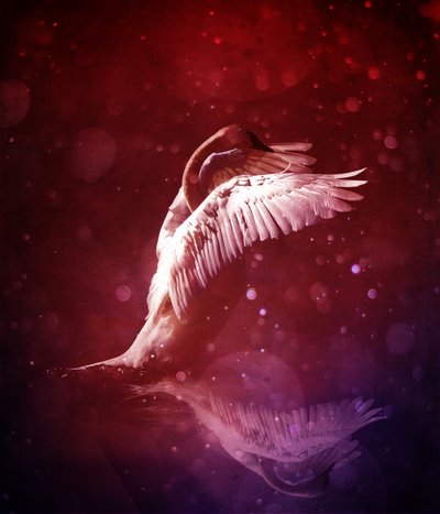 Bird Kingdom 7 (Bloodline) af Johan Lilja