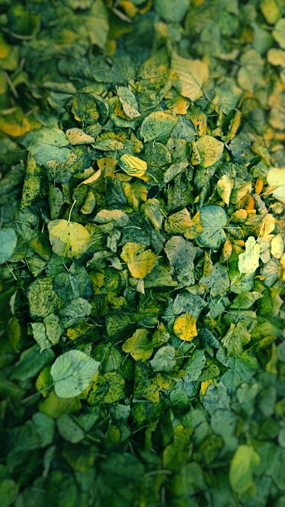 Leaf, 2018 (fotomanipulation) af Johan Lilja