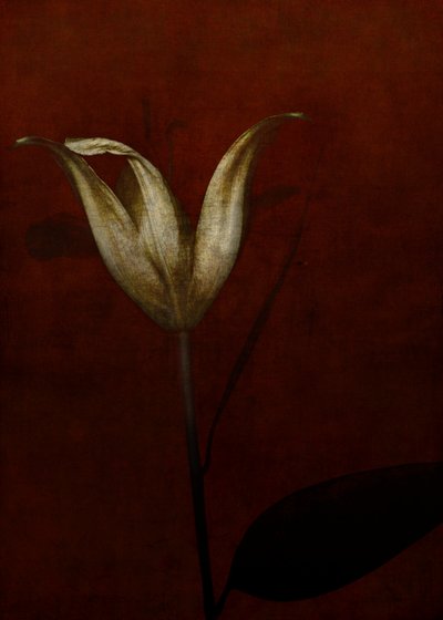 Lily, 2015 (digital fotokunst) af Johan Lilja