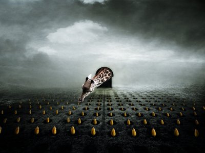 Ttulip thief 2, 2013 (fotografi) af Johan Lilja