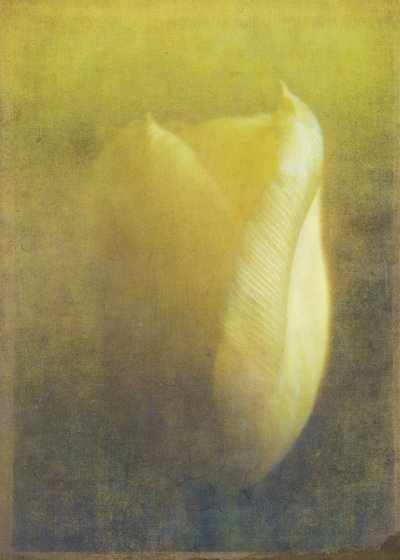 Tulipan, 2015 (digital fotokunst) af Johan Lilja