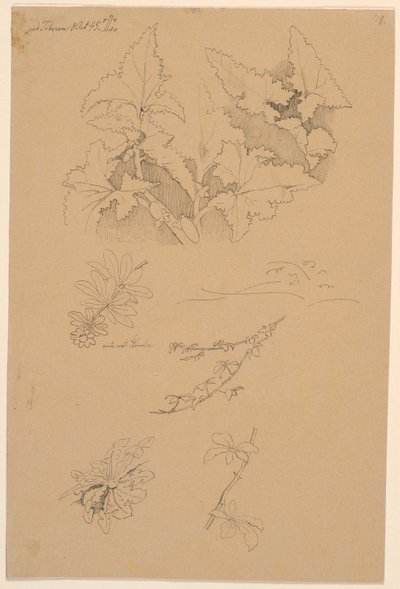 Blad- og blomsterstudier af Johan Thomas Lundbye