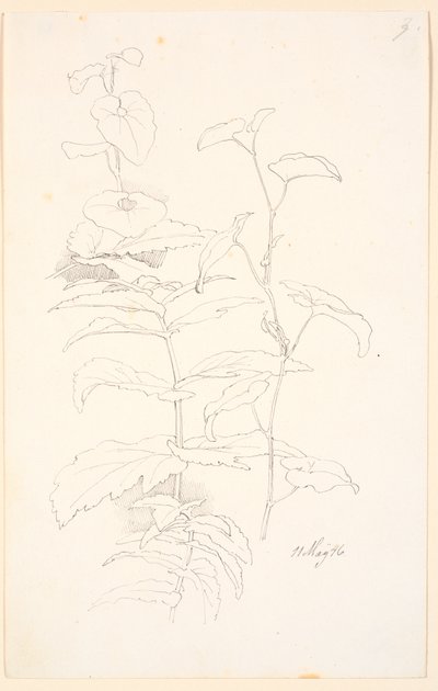 Plantestudier, bl.a. af snerle af Johan Thomas Lundbye
