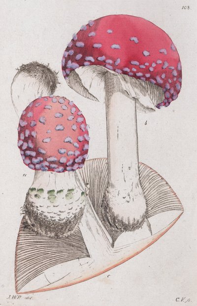 Amanita muscaria, 1804-1811 af Johan Wilhelm Palmstruch