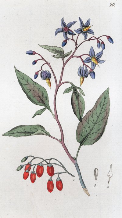 Bittersød Solanum dulcamara, 1804-1811 af Johan Wilhelm Palmstruch