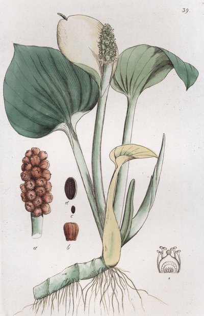 Bog Arum Calla moser, 1804-1811 af Johan Wilhelm Palmstruch