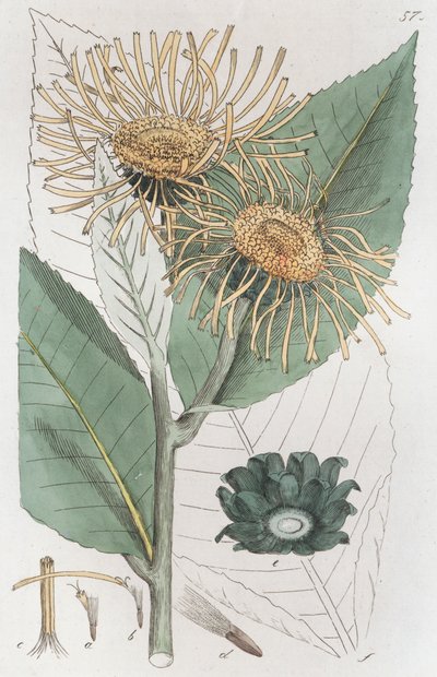 Elecampane Inula helenium, 1804-1811 af Johan Wilhelm Palmstruch