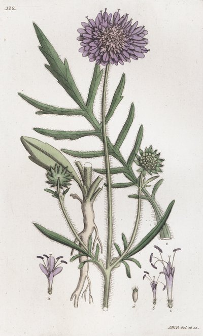 Feltfnat Knautia arvensis, 1804-1811 af Johan Wilhelm Palmstruch