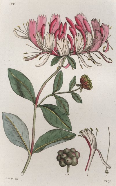 Honeysuckle Lonicera periclymenum, 1804-1811 af Johan Wilhelm Palmstruch