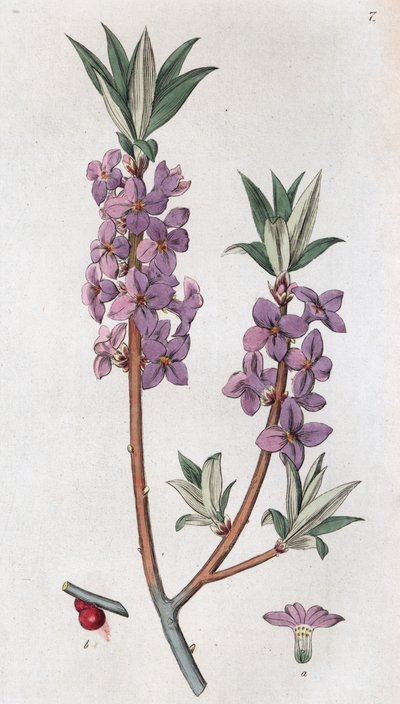 Mezereon Daphne mezereum, 1804-1811 af Johan Wilhelm Palmstruch