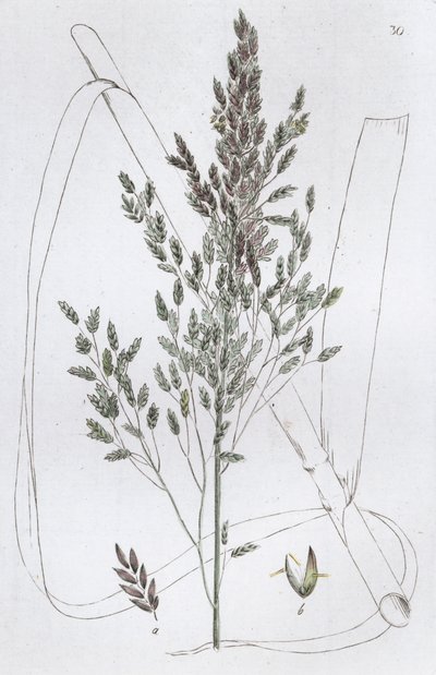 Sødt rørgræs Poa aquatica, 1804-1811 af Johan Wilhelm Palmstruch
