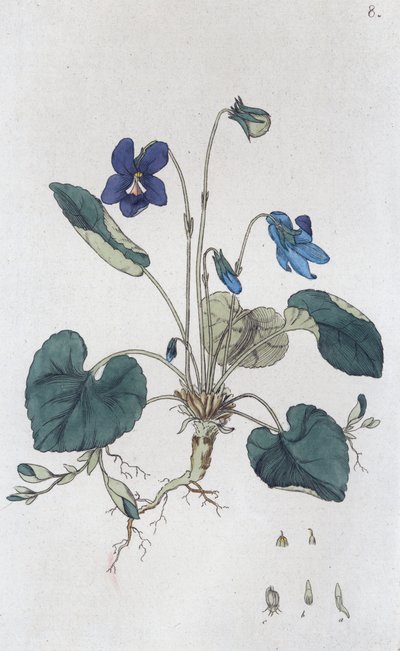 Sød Violet Viola odorata, 1804-1811 af Johan Wilhelm Palmstruch