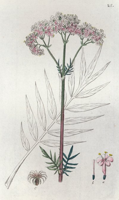 Baldrian Valeriana officinalis, 1804-1811 af Johan Wilhelm Palmstruch
