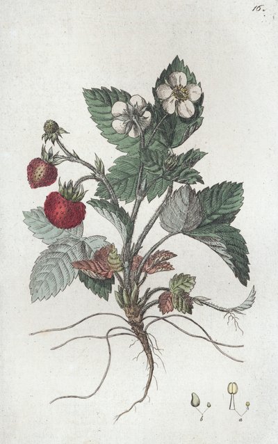 Vilde jordbær Fragaria vesca, 1804-1811 af Johan Wilhelm Palmstruch