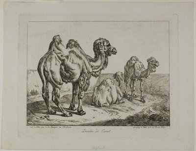 Dromedar og kamel af Johann Adam Klein