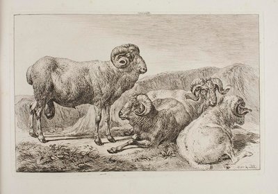 Merinovæddere af Johann Adam Klein
