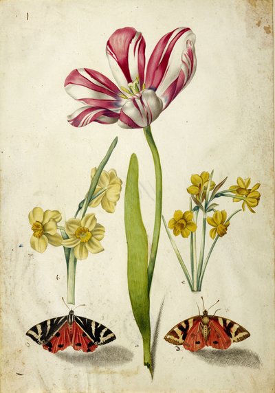 Tulipan, Narcissus og Sommerfugle, ca. 1660. af Johann Bartholomäus Braun