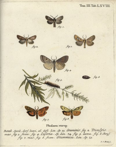 Gevirmøl, Lygephila lusoria og fjerfoder. af Johann Carl Bock