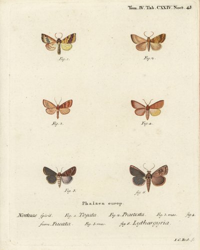 Sprosseseg, Tileacea aurago 1-4, og lermøl, Mythimna ferrago 5.6. Håndkoloreret kobberstik af Johann Carl Bock efter Eugenius Johann Christoph Espers Sommerfuglene i billeder fra naturen, Erlangen af Johann Carl Bock