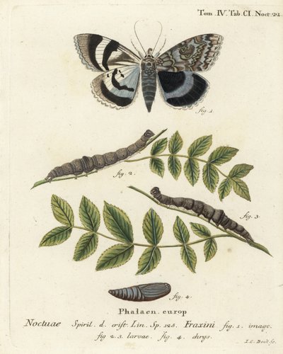 Blå undervingemøl eller Clifden nonpareil, Catocala fraxini. Håndkoloreret kobberstik af Johann Carl Bock efter Eugenius Johann Christoph Espers Sommerfuglene i illustrationer fra naturen, Erlangen af Johann Carl Bock