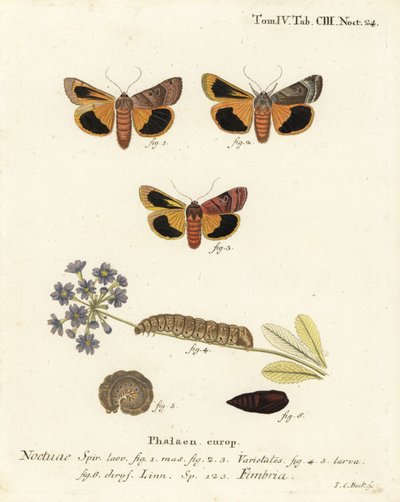 Bredkantet gul undervinge, Noctua fimbriata. Håndkoloreret kobberstik af Johann Carl Bock efter Eugenius Johann Christoph Espers Sommerfuglene i illustrationer fra naturen, Erlangen af Johann Carl Bock