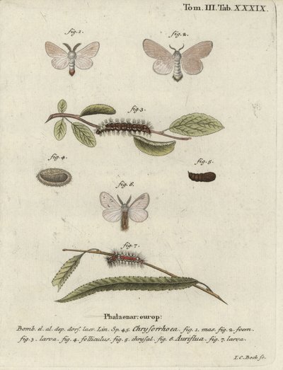 Brunhalemøl, Euproctis chrysorrhoea. af Johann Carl Bock