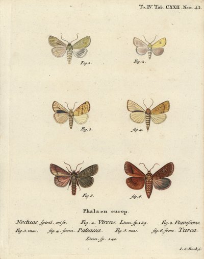 Burren-grøn, Calamia tridens 1, gylden, Xanthia icteritia 2, vinkelstribet gylden, Enargia paleacea 3,4, og dobbeltstribet, Mythimna turca 5,6. Håndkoloreret kobberstik af Johann Carl Bock efter Eugenius Johann Christoph Esper