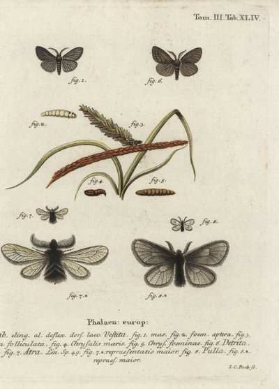 Canephora hirsuta, Ocneria detrita og Epichnopterix plumella. af Johann Carl Bock