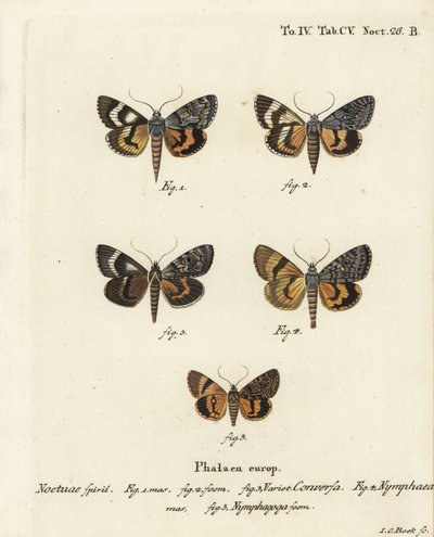 Catocala conversa 1-3, Catocala nymphaea 4, og egegul undervinge, Catocala nymphagoga 5. Håndkoloreret kobberstik af Johann Carl Bock efter Eugenius Johann Christoph Espers Sommerfuglene i illustrationer efter naturen, Erlangen af Johann Carl Bock