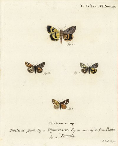Catocala hymenaea 1, Amerila puella 2,3 og Isturgia famula møl 4. Håndkoloreret kobberstik af Johann Carl Bock efter Eugenius Johann Christoph Esper