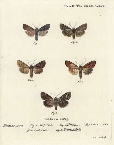 Konformist, Lithophane furcifera 1, dobbelt pil, Graphiphora augur 2, sparsomt brindle, Apamea lateritia 3,4, og sølvbue, Polia hepatica 5. af Johann Carl Bock