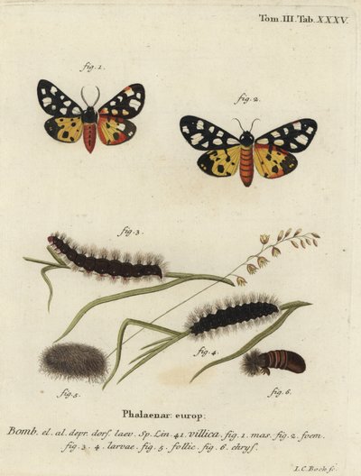 Cremeplet tigermøl, Epicallia villica. af Johann Carl Bock