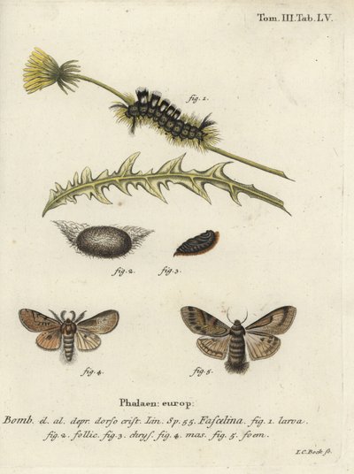 Mørk tue, Dicallomera fascelina. af Johann Carl Bock