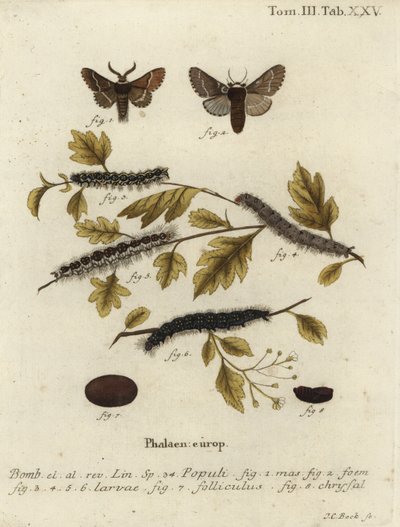 Decembermøl, Poecilocampa populi. af Johann Carl Bock