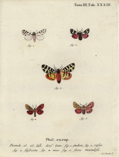 Diskret chaperon og tigermøl. af Johann Carl Bock