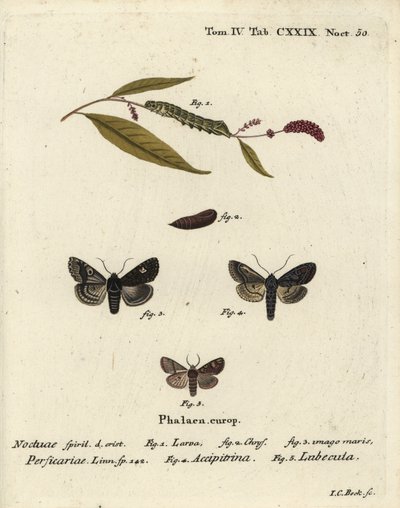 Dot, Melanchra persicariae 1-4 og Dryobota labecula 5. Håndfarvet kobberstik af Johann Carl Bock efter Eugenius Johann Christoph Espers Sommerfuglene i billeder fra naturen, Erlangen af Johann Carl Bock