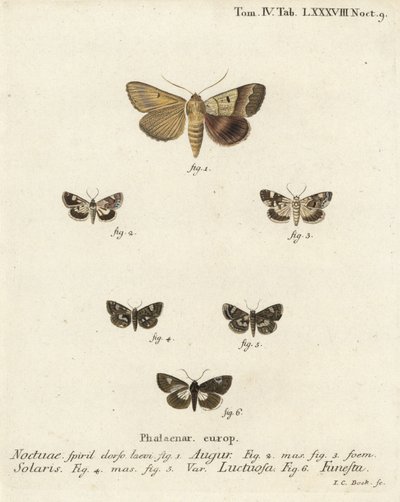 Dobbeltpil eller spåmand, Graphiphora augur 1, bleg skulder, Acontia lucida 2.3, firplettet møl, Tyta luctuosa 4.5 og druidmøl, Aedia funesta 6. Håndfarvet kobberstik af Johann Carl Bock efter Eugenius Johann Christoph Espers Die Sch af Johann Carl Bock