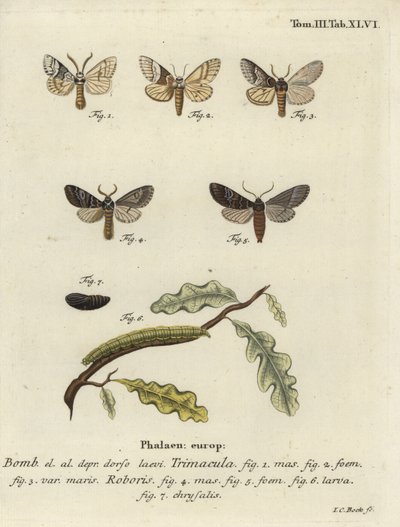 Drymonia dodonaea møl. af Johann Carl Bock