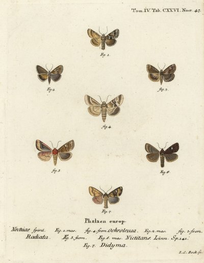 Dusky sallow, Eremobia ochroleuca 1,4, Cynaeda dentalis 2,3, øremøl, Amphipoea oculea 5,6, og almindelig rustik, Mesapamea secalis 7. Håndkoloreret kobberstik af Johann Carl Bock efter Eugenius Johann Christoph Esper i Abbild Schmetterlinge af Johann Carl Bock
